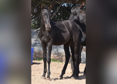 Menorquiner, Hingst, Föl (02/2023), 160 cm, Svart