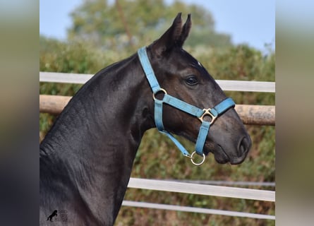 Menorquiner, Hingst, Föl (03/2024), 162 cm, Svart