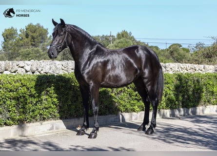 Menorquiner, Stute, 10 Jahre, 159 cm, Rappe