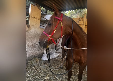 Menorquiner, Stute, 13 Jahre, 165 cm, Fuchs