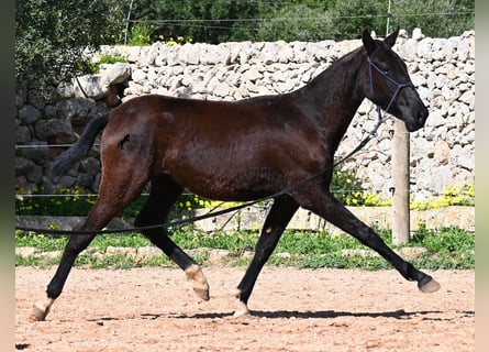 Menorquiner, Stute, 1 Jahr, 155 cm, Rappe