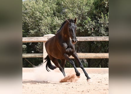 Menorquiner, Stute, 2 Jahre, 157 cm, Rappe