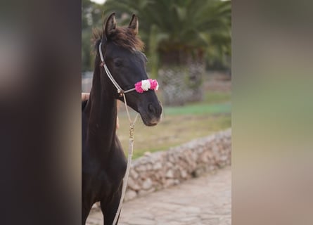 Menorquiner, Stute, 2 Jahre, 165 cm, Rappe