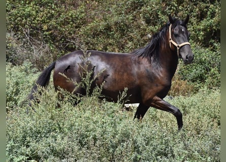 Menorquiner, Stute, 3 Jahre, 153 cm, Rappe