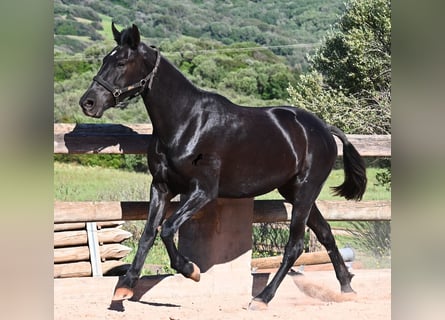 Menorquiner, Stute, 3 Jahre, 157 cm, Rappe