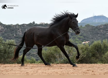 Menorquiner, Stute, 3 Jahre, 160 cm, Rappe