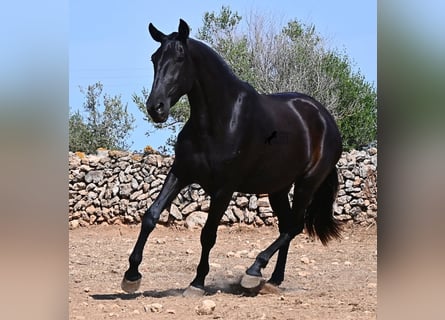 Menorquiner, Stute, 3 Jahre, 166 cm, Rappe