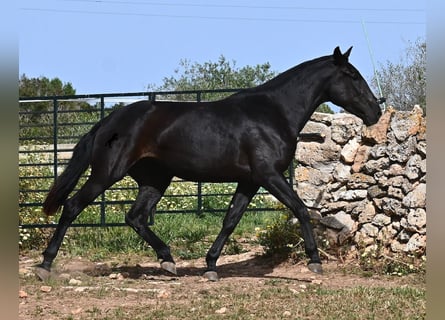 Menorquiner, Stute, 3 Jahre, 166 cm, Rappe