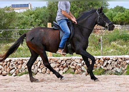 Menorquiner, Stute, 5 Jahre, 154 cm