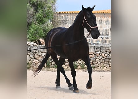Menorquiner, Stute, 6 Jahre, 158 cm, Rappe