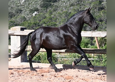 Menorquiner, Stute, 8 Jahre, 160 cm, Rappe