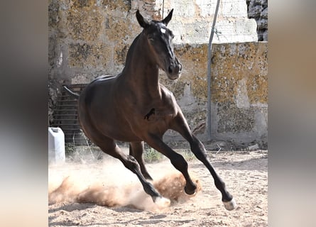 Menorquiner, Stute, Fohlen (03/2025), 160 cm, Rappe