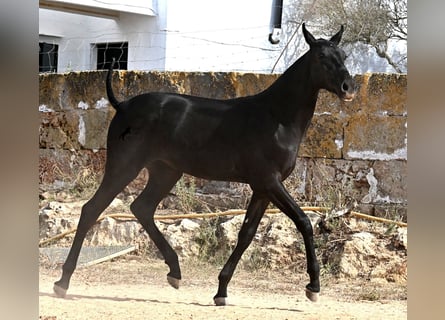 Menorquiner, Stute, Fohlen (02/2025), 162 cm, Rappe