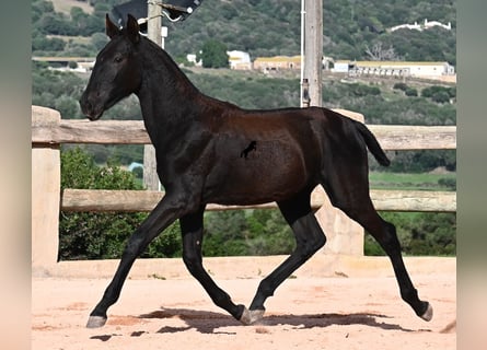 Menorquiner, Stute, Fohlen (02/2025), 168 cm, Rappe