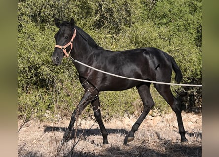 Menorquiner, Stute, Fohlen (02/2026), 170 cm, Rappe