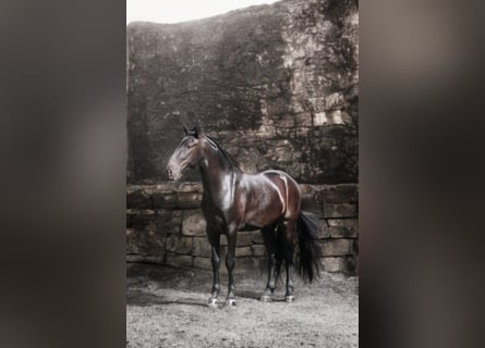 Menorquiner, Wallach, 5 Jahre, 170 cm, Rappe