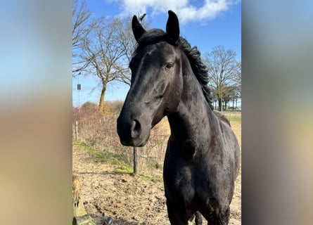 Menorquiner, Wallach, 6 Jahre, 163 cm, Rappe