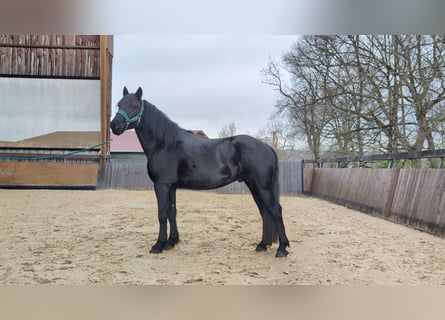 Mérens, Étalon, 4 Ans, 152 cm