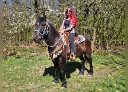 Mérens Mix, Gelding, 4 years, 15,1 hh, Black