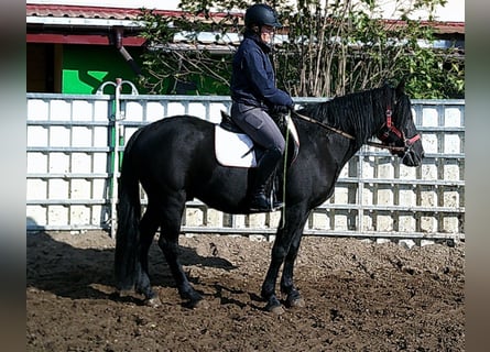 Mérens Mix, Gelding, 8 years, 14.2 hh, Black Mérens Mix, Gelding, 8 years, 14.2 hh, Black