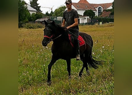 Mérens Mix, Gelding, 8 years, 14,2 hh, Black