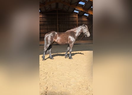Mérens, Jument, 2 Ans, Noir