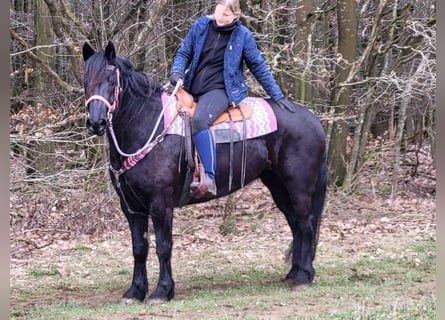 Mérens, Mare, 5 years, 15.1 hh, Black