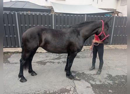 Merens, Merrie, 3 Jaar, 153 cm, Zwart