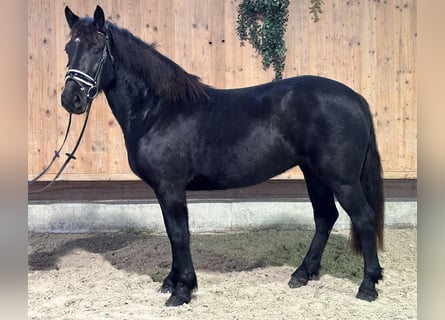 Merens Mix, Merrie, 3 Jaar, 154 cm, Zwart