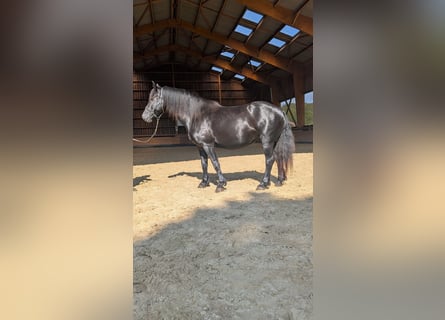 Merens, Merrie, 6 Jaar, 152 cm, Zwart