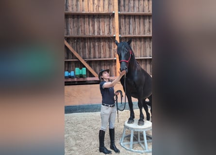 Merens, Merrie, 7 Jaar, 152 cm, Zwart