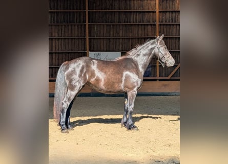 Merens, Stute, 3 Jahre, 147 cm, Rappe