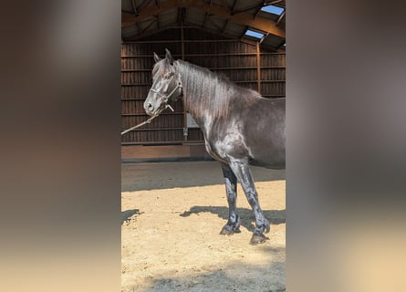 Merens, Stute, 6 Jahre, 152 cm, Rappe