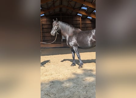 Merens, Stute, 6 Jahre, 152 cm, Rappe