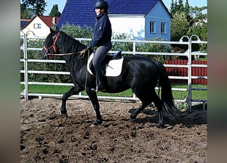Merens Mix, Wallach, 8 Jahre, 150 cm, Rappe