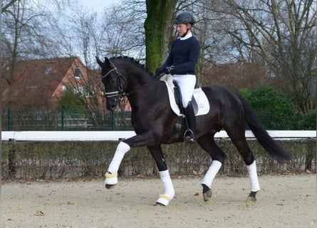 Deutsches Sportpferd, Hengst, 11 Jahre, 170 cm, Rappe