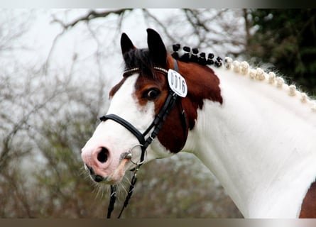 Pinto Horse, Stallone, 28 Anni, 163 cm, Pezzato