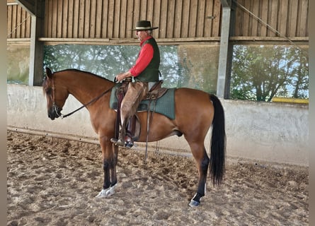 Mezzosangue Arabo, Castrone, 6 Anni, 161 cm, Baio