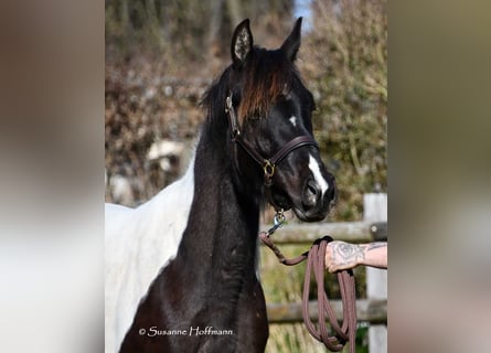 Mezzosangue Arabo, Giumenta, 4 Anni, 158 cm, Tobiano-tutti i colori
