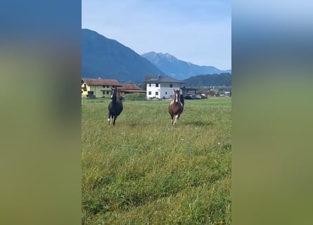Mezzosangue Arabo, Giumenta, 5 Anni, 155 cm, Tobiano-tutti i colori