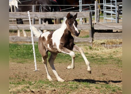 Mezzosangue Arabo, Giumenta, Puledri (03/2026), 156 cm, Tobiano-tutti i colori