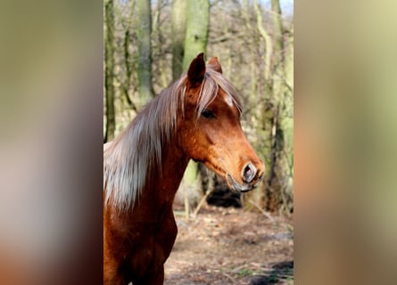 Mezzosangue Arabo, Stallone, 2 Anni, 152 cm, Sauro
