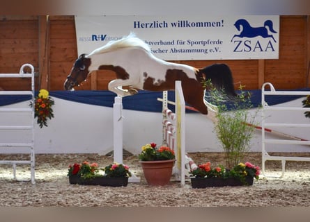 Mezzosangue Arabo, Stallone, 9 Anni, 158 cm, Pezzato