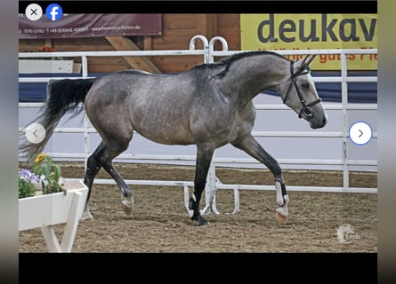 Mezzosangue Arabo, Stallone, Puledri (04/2026), 160 cm, Può diventare grigio