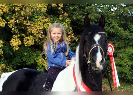 Mezzosangue Arabo, Stallone, 16 Anni, 154 cm, Tobiano-tutti i colori