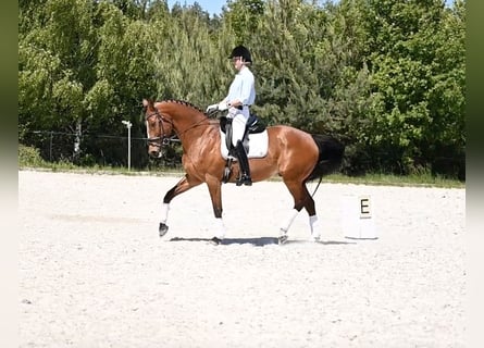 Mezzosangue Polacco, Castrone, 13 Anni, 165 cm, Baio