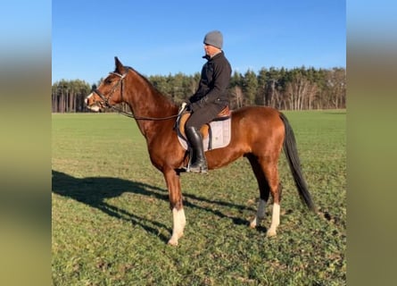 Mezzosangue Polacco, Castrone, 3 Anni, 158 cm, Baio