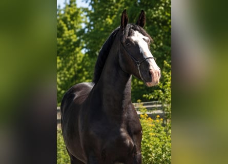 Mezzosangue Polacco, Castrone, 3 Anni, 170 cm, Morello