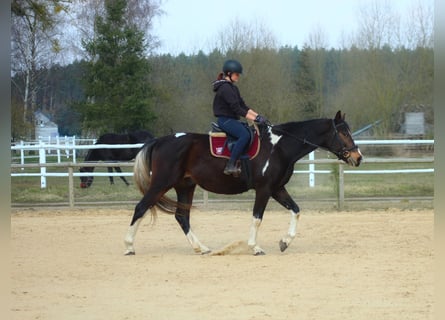 Mezzosangue Polacco, Castrone, 4 Anni, 168 cm, Pezzato