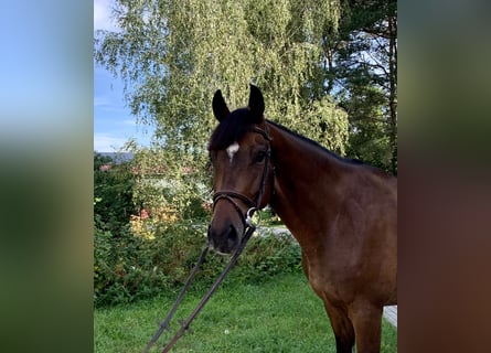 Mezzosangue Polacco, Castrone, 6 Anni, 162 cm, Baio ciliegia